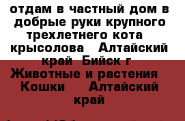 отдам в частный дом в добрые руки крупного трехлетнего кота - крысолова - Алтайский край, Бийск г. Животные и растения » Кошки   . Алтайский край